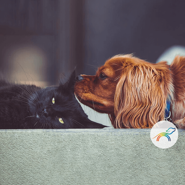 Recordar a nuestras mascotas en Arcoíris Pets