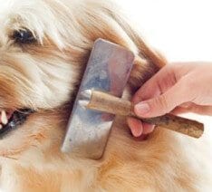 ¿Sabes como cuidar el pelo de tu perro?