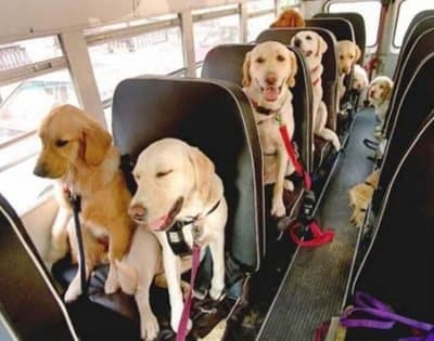 Transporte de larga distancia http://www.abeletxeveterinarios.eu/tablon.php