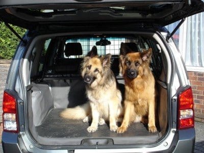 Transporte de mascotas http://www.veterinarialadehesa.info/archives/268