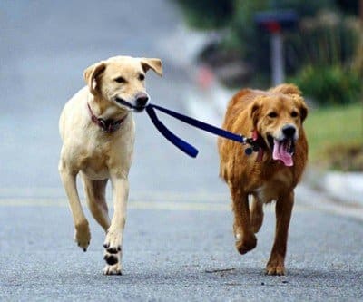 Nuestros servicios http://www.taringa.net/posts/mascotas/16267869/Porque-vivimos-mas-que-los-perros.html