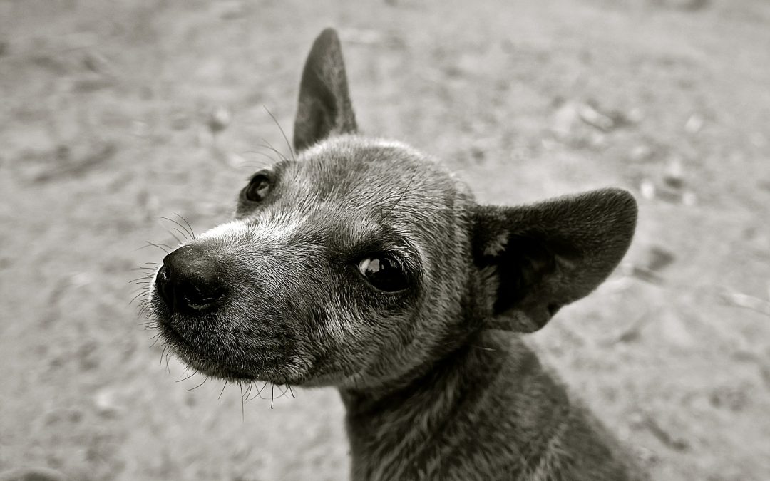 Los Animales no son COSAS