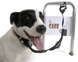 Safe Spot: un collar con antirrobo para tu perro